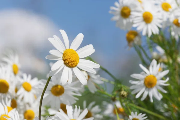 Kamomill mot himlen. — Stockfoto