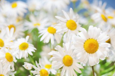 Papatya çiçekler arasında