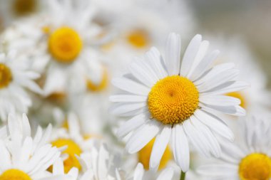 Papatya çiçekler arasında