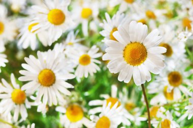 Papatya çiçekler arasında