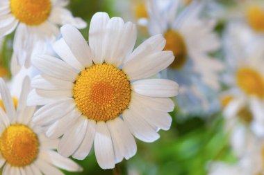 Papatya çiçekler arasında