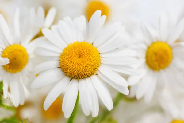 Camomilla tra i fiori — Foto Stock