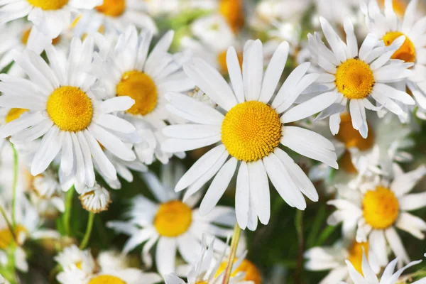 Kamomill bland blommor — Stockfoto