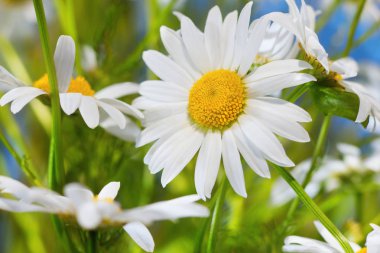 Gökyüzüne karşı papatya.