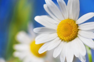 Gökyüzüne karşı papatya.