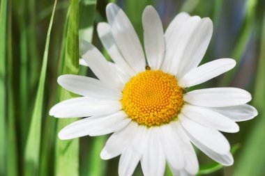 Yeşil çimlerde papatya çayı