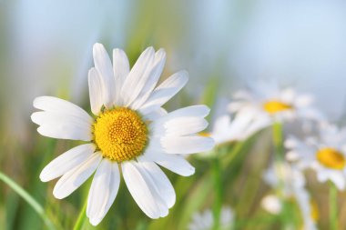 Gökyüzüne karşı papatya.