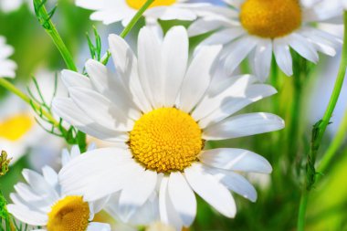 Papatya çiçekler arasında