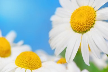 Gökyüzüne karşı papatya.