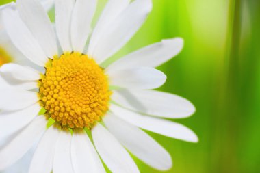 Yeşil çimlerde papatya çayı