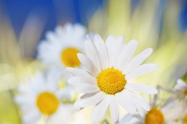 Gökyüzüne karşı papatya.