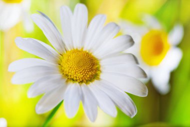 Papatya çiçekler arasında