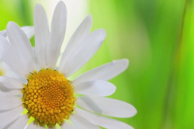 Papatya çiçekler arasında