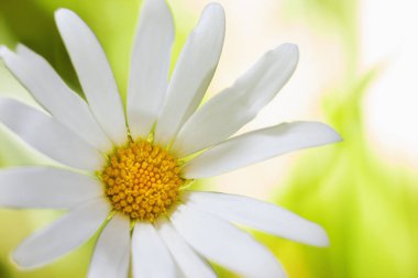 Papatya çiçekler arasında