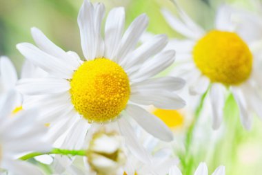 Papatya çiçekler arasında