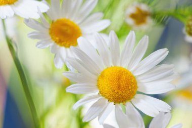 Papatya çiçekler arasında