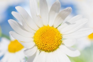 Papatya çiçekler arasında