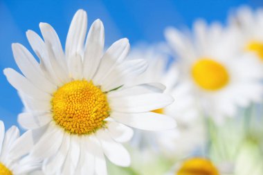 Papatya çiçekler arasında