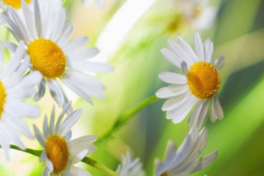 Papatya çiçekler arasında