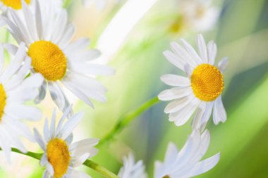 Papatya çiçekler arasında