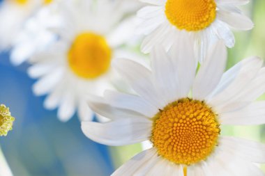 Papatya çiçekler arasında