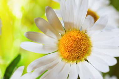 Yeşil çimlerde papatya çayı