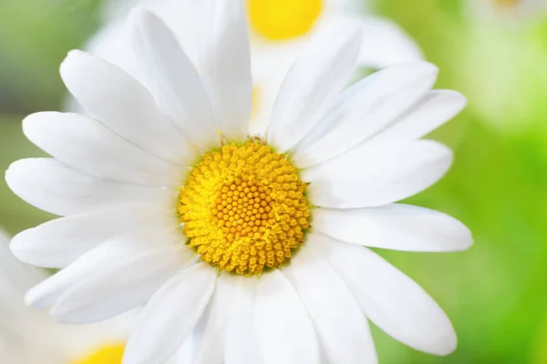 Kamomill bland blommor — Stockfoto