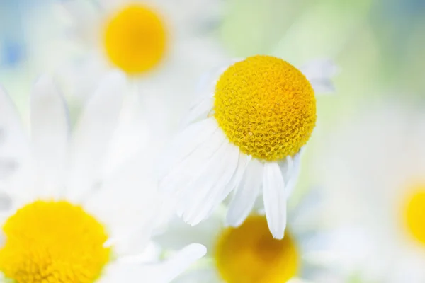 Camomila entre flores — Fotografia de Stock