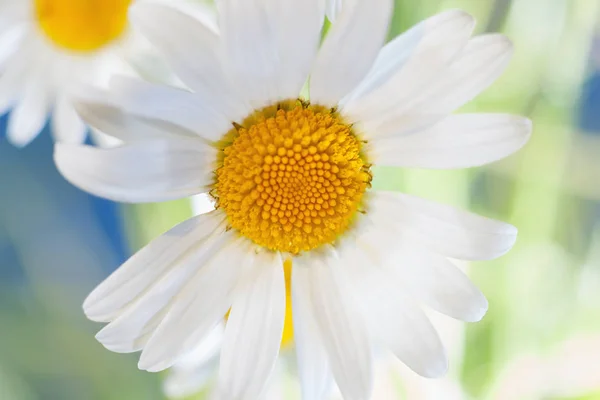 Camomila entre flores — Fotografia de Stock