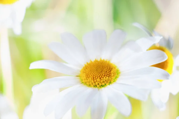 カモミールの花 — ストック写真