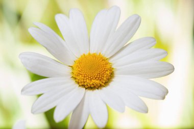 Papatya çiçekler arasında