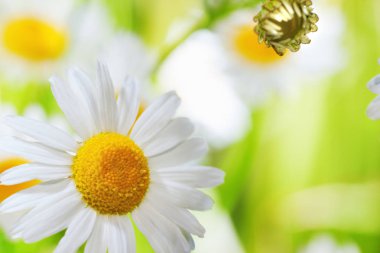 Papatya çiçekler arasında