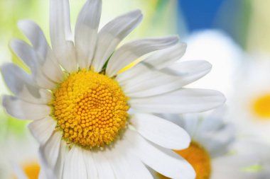 Papatya çiçekler arasında