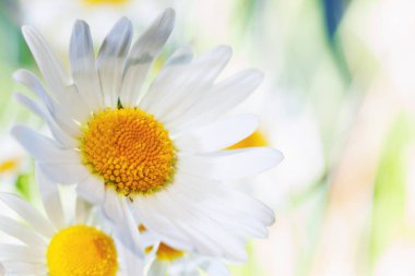 Papatya çiçekler arasında