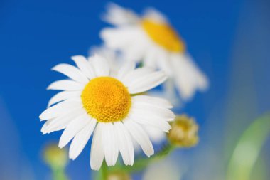 Papatya çiçekler arasında