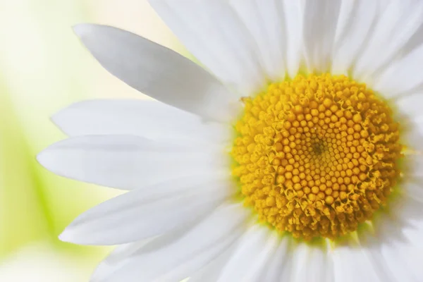 Kamomill bland blommor — Stockfoto