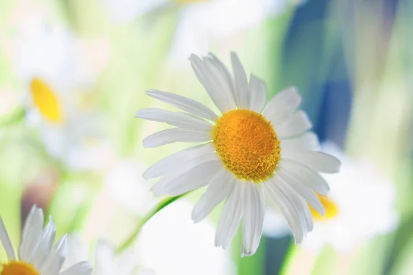 Kamille unter Blüten — Stockfoto