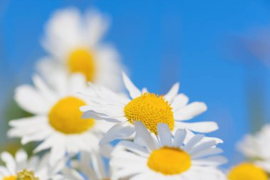 Papatya çiçekler arasında
