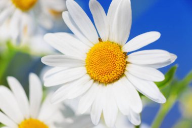 Papatya çiçekler arasında