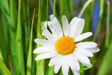 Papatya çiçekler arasında