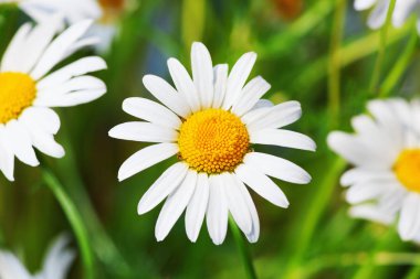 Papatya çiçekler arasında