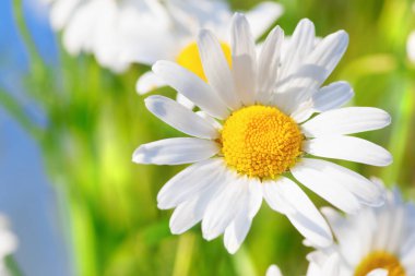 Papatya çiçekler arasında