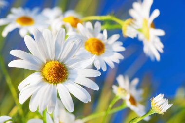 Papatya çiçekler arasında