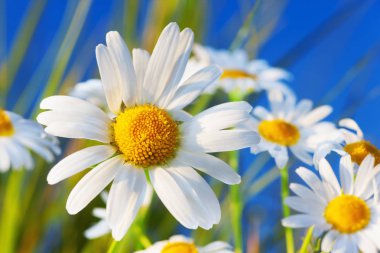 Papatya çiçekler arasında