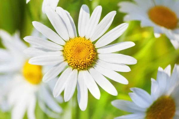 Camomilla tra i fiori — Foto Stock