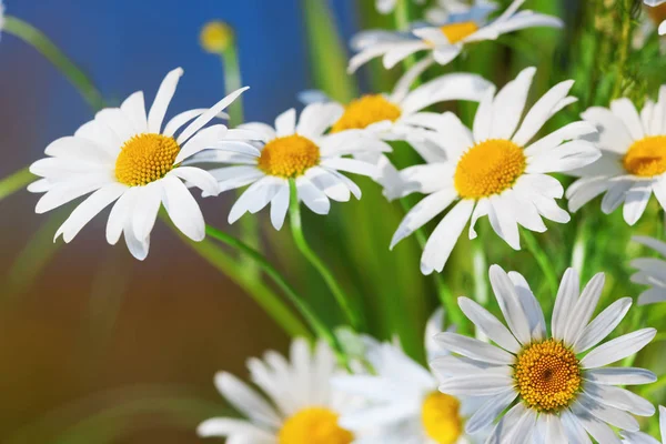 Camomila entre flores — Fotografia de Stock