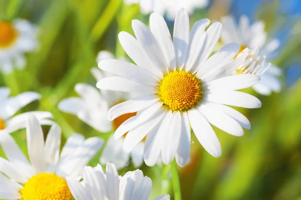 Camomila entre flores — Fotografia de Stock