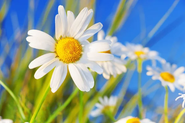 Chamomile among flowers — Stock Photo, Image