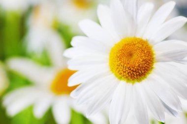 Papatya çiçekler arasında