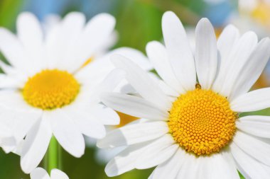 Papatya çiçekler arasında